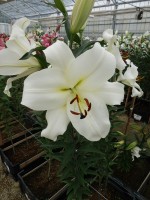 [4577 VH53 No02.JPG]